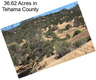 36.62 Acres in Tehama County