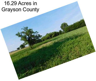 16.29 Acres in Grayson County