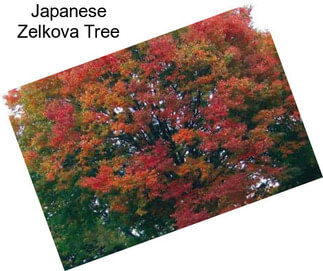 Japanese Zelkova Tree