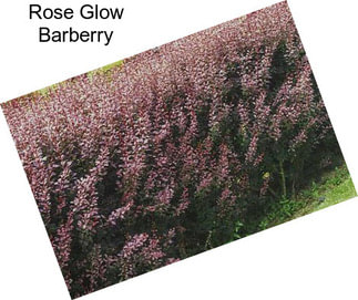 Rose Glow Barberry