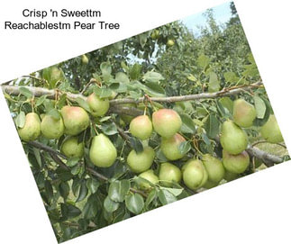 Crisp \'n Sweettm Reachablestm Pear Tree