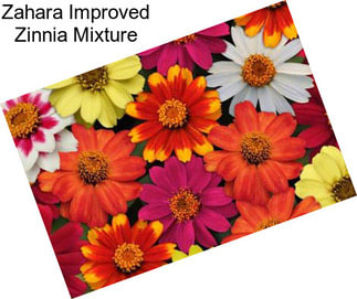 Zahara Improved Zinnia Mixture