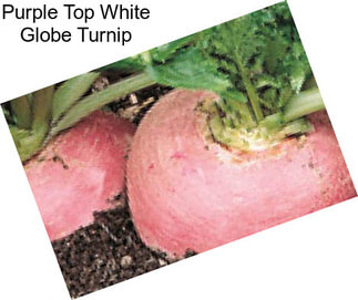 Purple Top White Globe Turnip