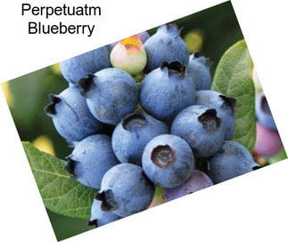 Perpetuatm Blueberry