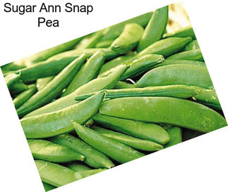 Sugar Ann Snap Pea