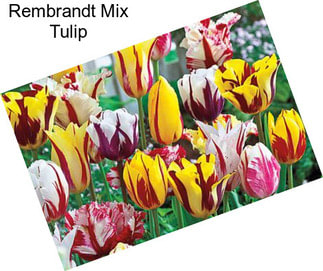 Rembrandt Mix Tulip