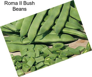 Roma II Bush Beans