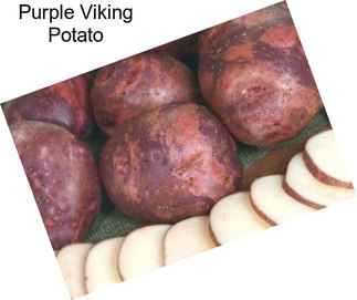 Purple Viking Potato