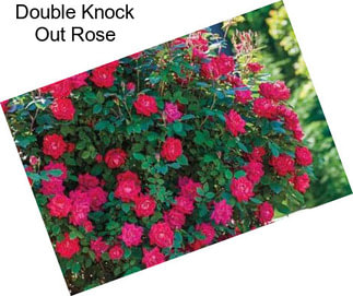 Double Knock Out Rose