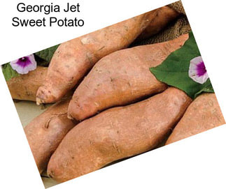 Georgia Jet Sweet Potato