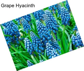 Grape Hyacinth