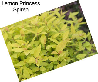 Lemon Princess Spirea