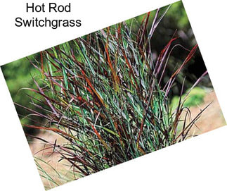 Hot Rod Switchgrass