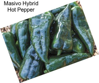 Masivo Hybrid Hot Pepper