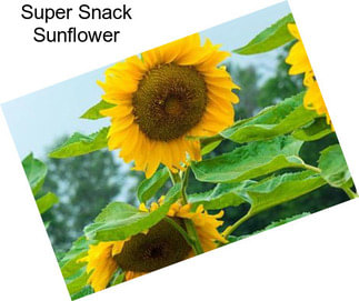 Super Snack Sunflower