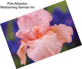 Pink Attraction Reblooming German Iris