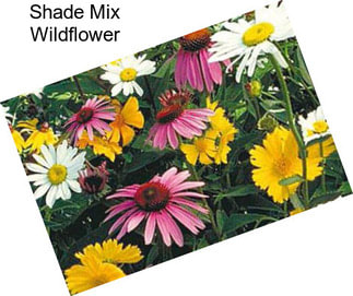 Shade Mix Wildflower