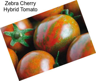 Zebra Cherry Hybrid Tomato