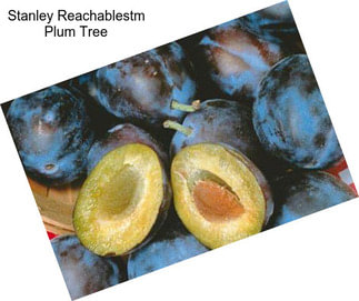 Stanley Reachablestm Plum Tree