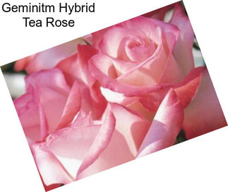 Geminitm Hybrid Tea Rose