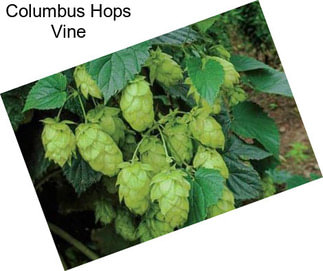 Columbus Hops Vine