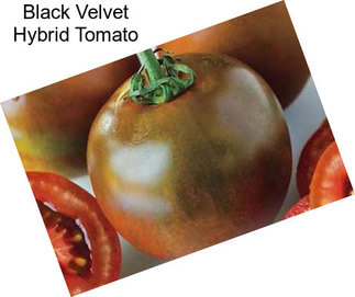 Black Velvet Hybrid Tomato