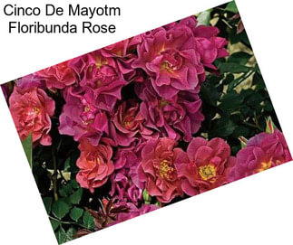Cinco De Mayotm Floribunda Rose
