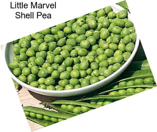 Little Marvel Shell Pea