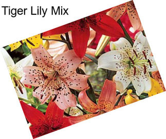 Tiger Lily Mix