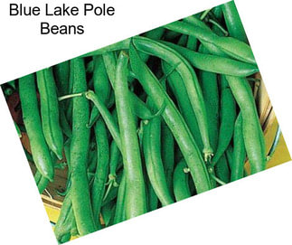 Blue Lake Pole Beans