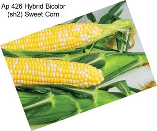 Ap 426 Hybrid Bicolor (sh2) Sweet Corn