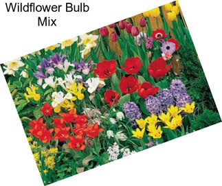 Wildflower Bulb Mix