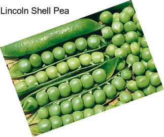 Lincoln Shell Pea