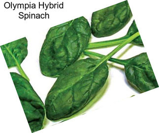 Olympia Hybrid Spinach