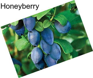 Honeyberry