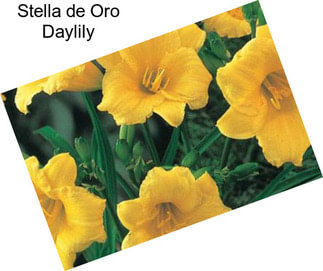 Stella de Oro Daylily