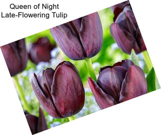 Queen of Night Late-Flowering Tulip