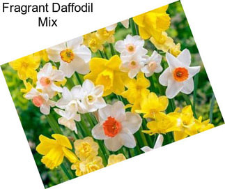 Fragrant Daffodil Mix