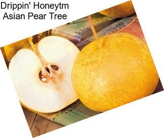 Drippin\' Honeytm Asian Pear Tree