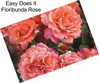 Easy Does It Floribunda Rose