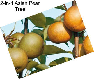 2-in-1 Asian Pear Tree