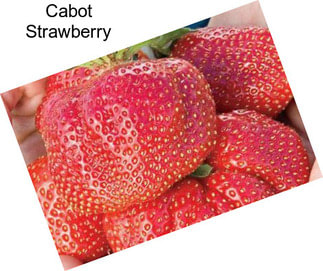 Cabot Strawberry