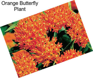 Orange Butterfly Plant