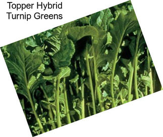 Topper Hybrid Turnip Greens