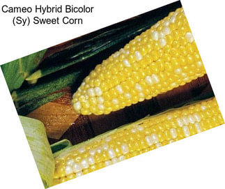 Cameo Hybrid Bicolor (Sy) Sweet Corn