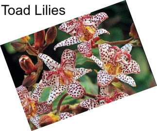 Toad Lilies