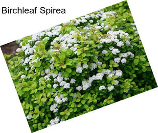 Birchleaf Spirea