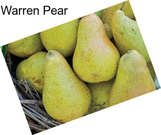 Warren Pear