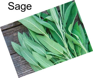 Sage