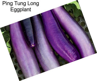 Ping Tung Long Eggplant